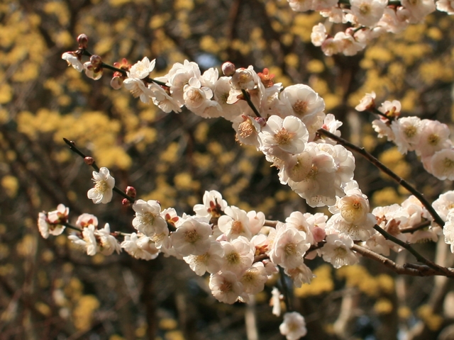 2010�N3��20���̍O����