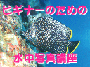 �r�M�i�[�̂��߂̐����ʐ^�u���E���j���[