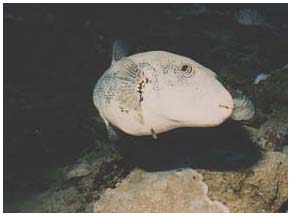 �l�Y�~�t�O