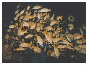 ���X�W�t�G�_�C