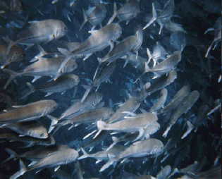 �M���K���̌��΂߂S�T�x